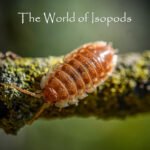 Oniscus asellus "B.C. Maple"