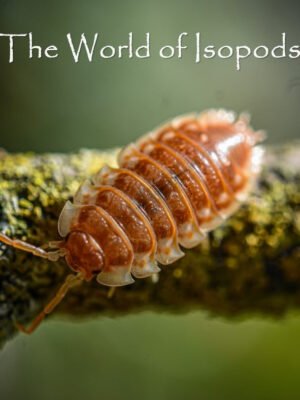 Oniscus asellus "B.C. Maple"