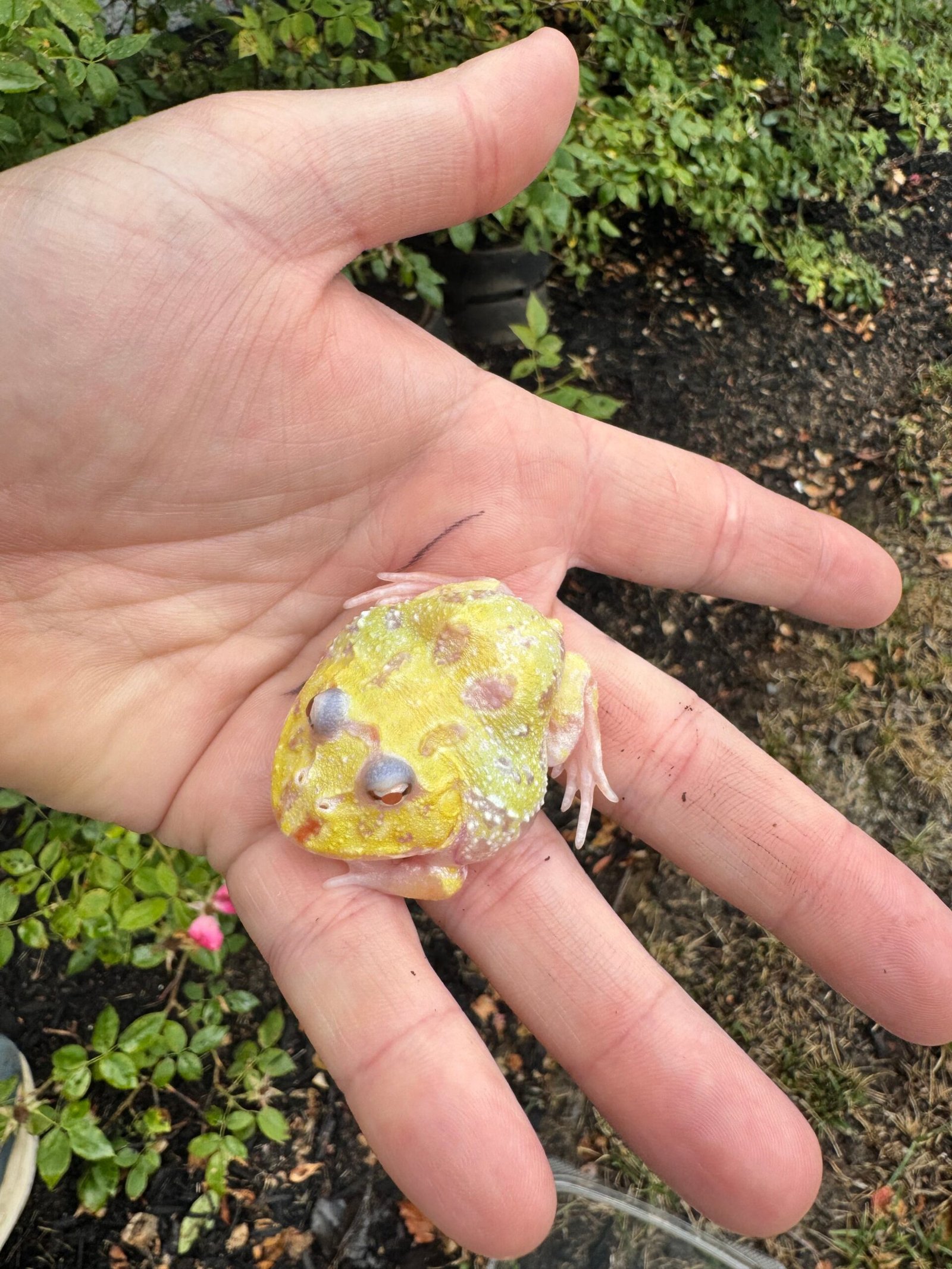 Mutant Pacman Frog #1 (Ceratophrys cranwelli) - Image 3
