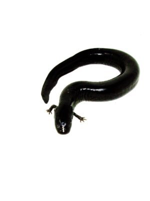 Greater Siren (Siren lacertina)