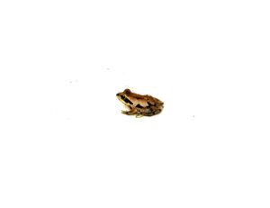 Ornate Chorus Frog (Pseudacris ornata)