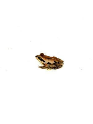 Ornate Chorus Frog (Pseudacris ornata)