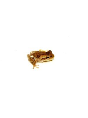 Pinewoods Tree Frog (Hyla femoralis)