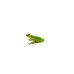 Green Tree Frog (Hyla cinerea)