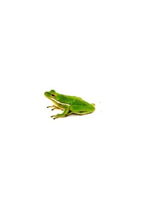 Green Tree Frog (Hyla cinerea)
