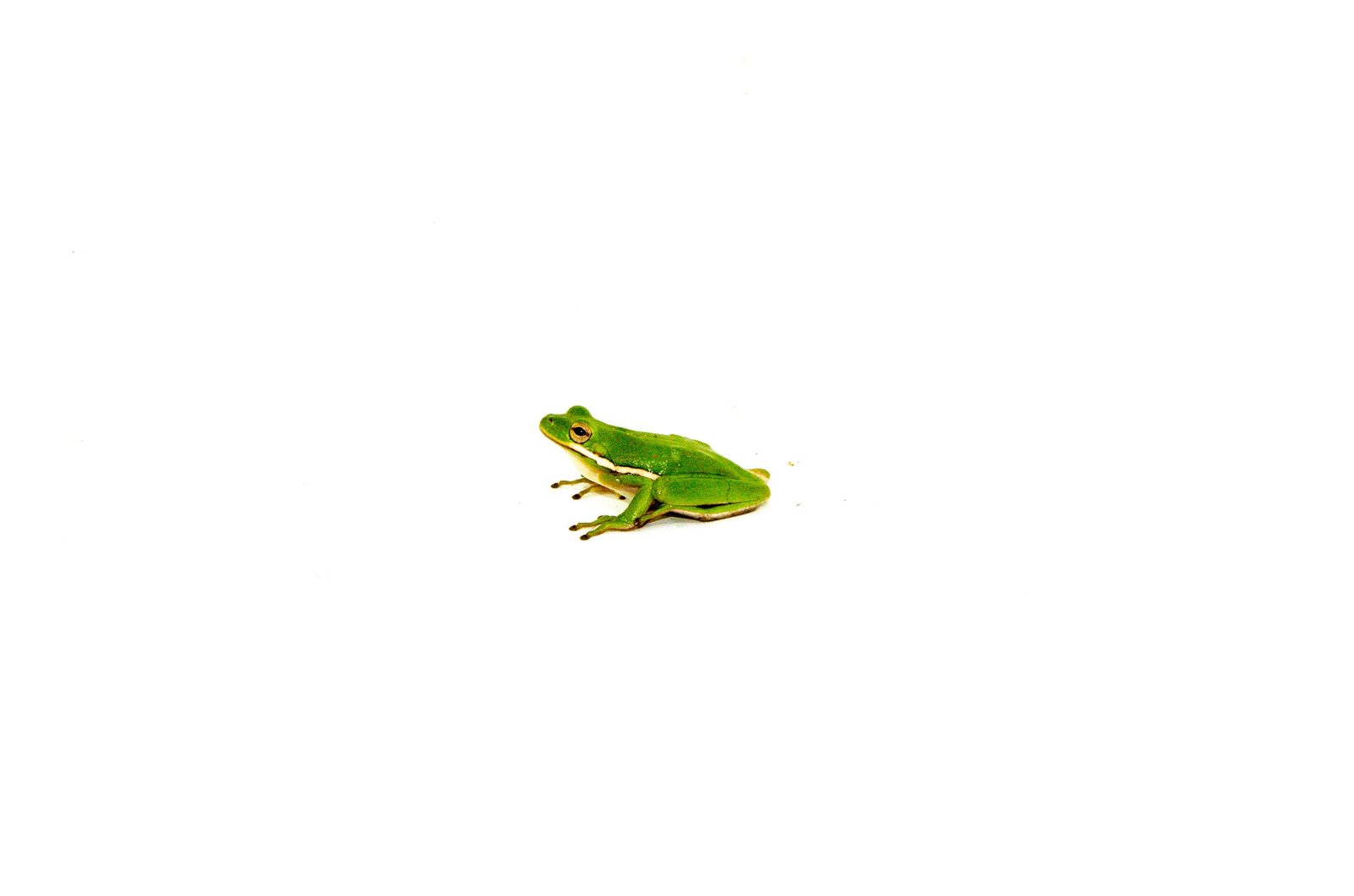 Green Tree Frog (Hyla cinerea)