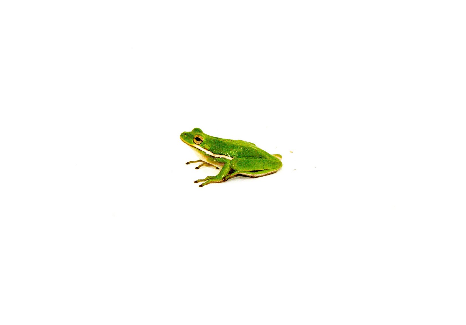 Green Tree Frog (Hyla cinerea) - Image 2