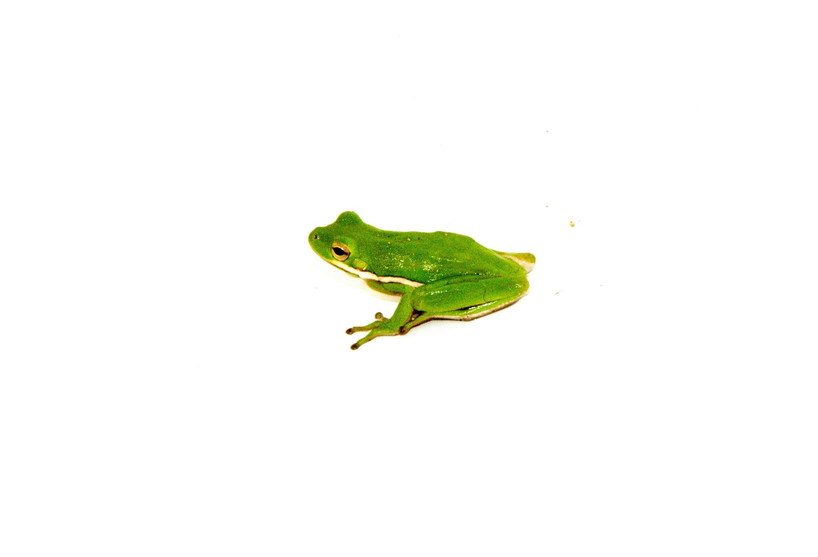Green Tree Frog (Hyla cinerea) - Image 3