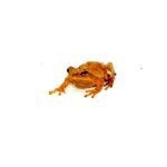 Southern Spring Peeper (Pseudacris crucifer bartramiana)