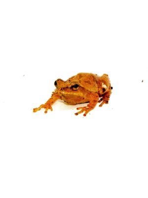 Southern Spring Peeper (Pseudacris crucifer bartramiana)