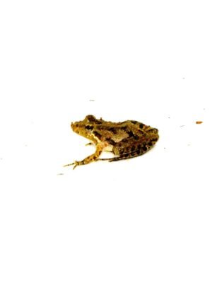 Southern Cricket Frog (Acris gryllus)