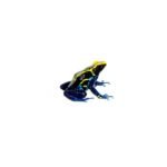 Cobalt Poison Dart Frogs (Dendrobates tinctorius)