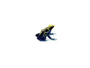 Cobalt Poison Dart Frogs (Dendrobates tinctorius)