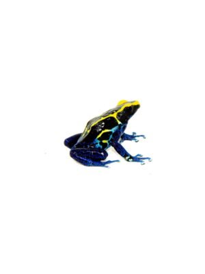 Cobalt Poison Dart Frogs (Dendrobates tinctorius)