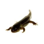 Mole Salmanders (Ambytoma talpoideum)