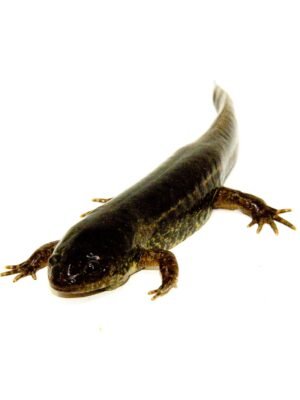 Mole Salmanders (Ambytoma talpoideum)