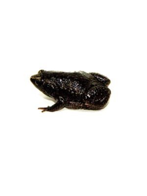 Eastern Narrowmouth Toads (Gastrophryne carolinensis)