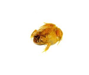 Burmese squat frog (Calluella guttulatus)