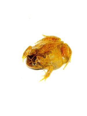 Burmese squat frog (Calluella guttulatus)