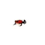 Strawberry Poison Dart Frogs (Oophaga pumilio)