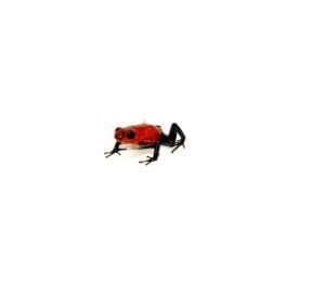 Strawberry Poison Dart Frogs (Oophaga pumilio)