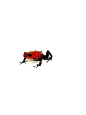 Strawberry Poison Dart Frogs (Oophaga pumilio)