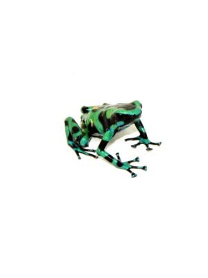 Green And Black Poison Dart Frogs (Dendrobates auratus)