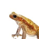 Smooth Sided Toad (Bufo guttatus)