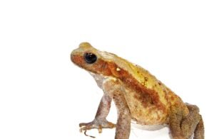 Smooth Sided Toad (Bufo guttatus)