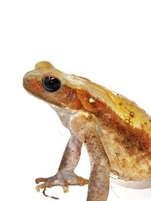Smooth Sided Toad (Bufo guttatus)