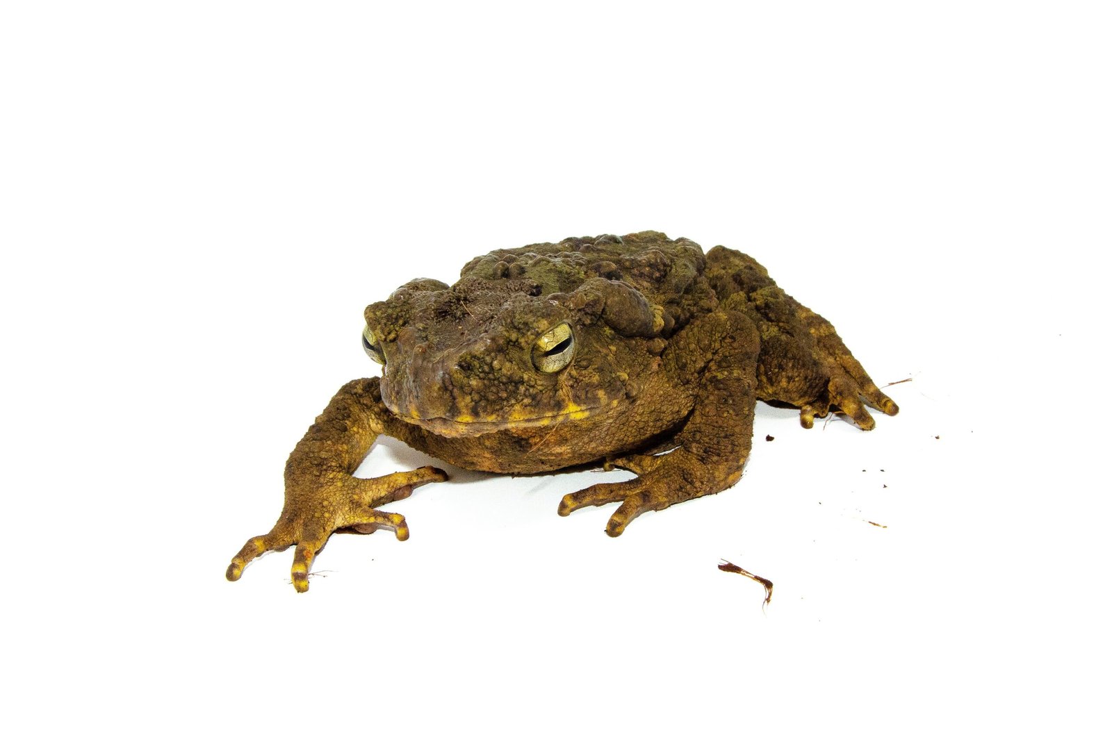 Giant Asian River Toad Adults (Bufo aspera) - Image 2