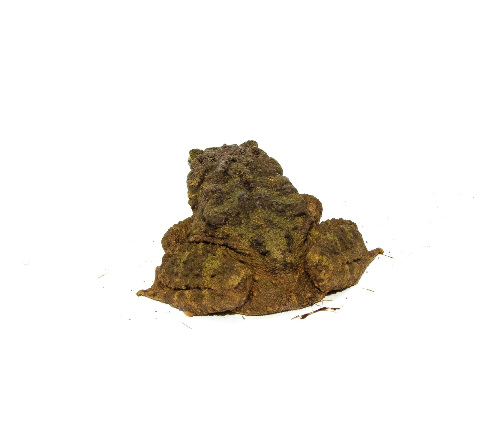 Giant Asian River Toad Adults (Bufo aspera) - Image 4