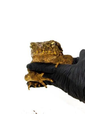 Giant Asian River Toad Adults (Bufo aspera)