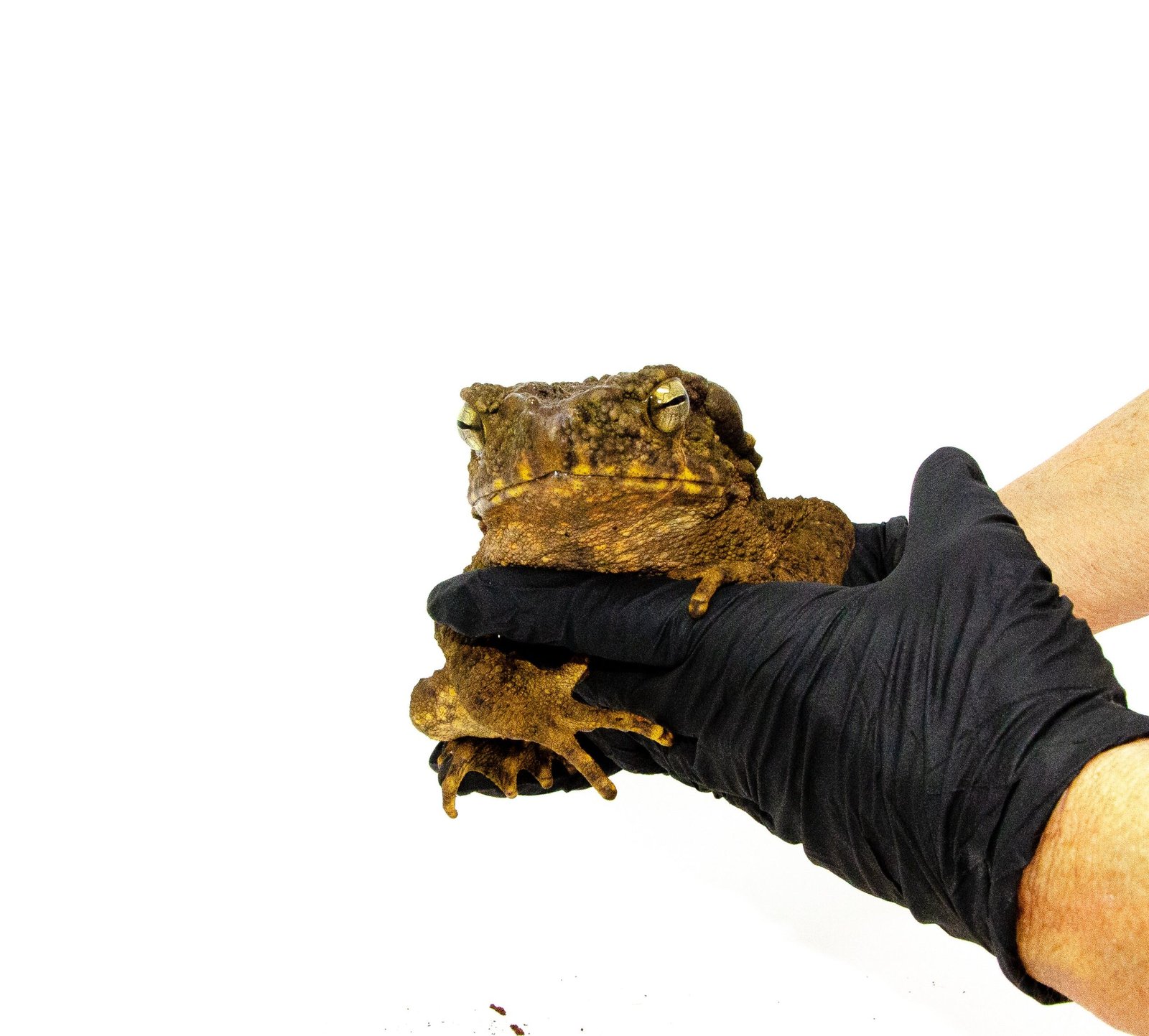 Giant Asian River Toad Adults (Bufo aspera)