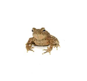 Giant Asian River Toad CB Babies (Bufo aspera)