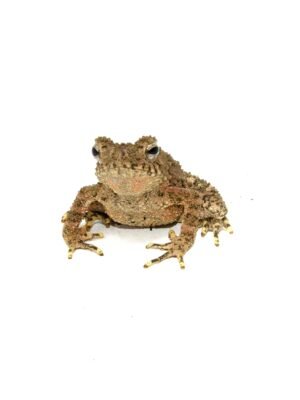 Giant Asian River Toad CB Babies (Bufo aspera)