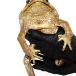 Suriname Giant Marine Toad (Bufo marinus)