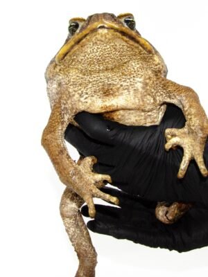 Suriname Giant Marine Toad (Bufo marinus)