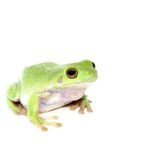 Whites Tree Frog Adults (Litoria caerulea)