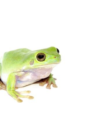 Whites Tree Frog Adults (Litoria caerulea)