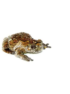 Bird Poop Frog Adult (Hyla marmorata)