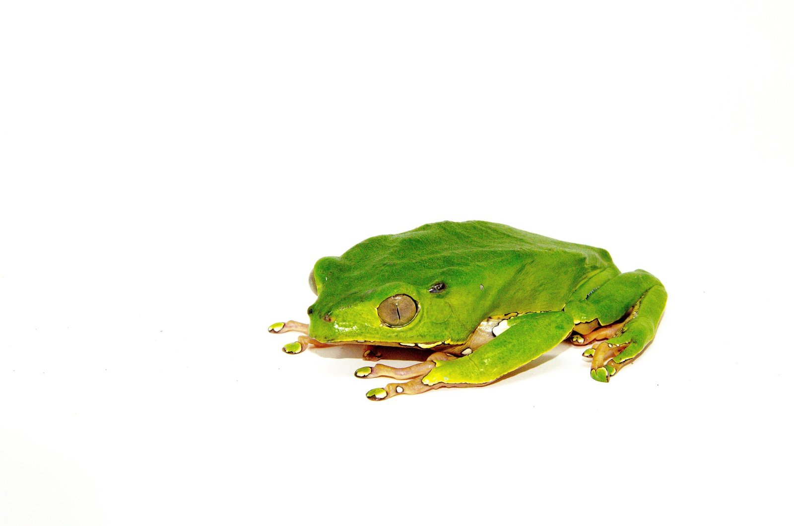 Waxy Monkey Tree Frog Adults (Phylomedusa bicolor) - Image 3