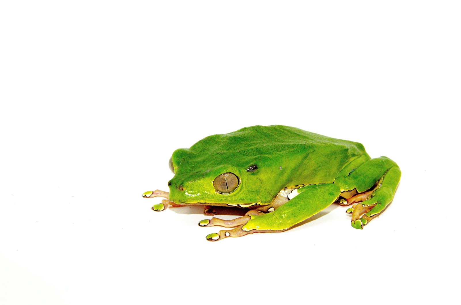 Waxy Monkey Tree Frog Adults (Phylomedusa bicolor) - Image 2