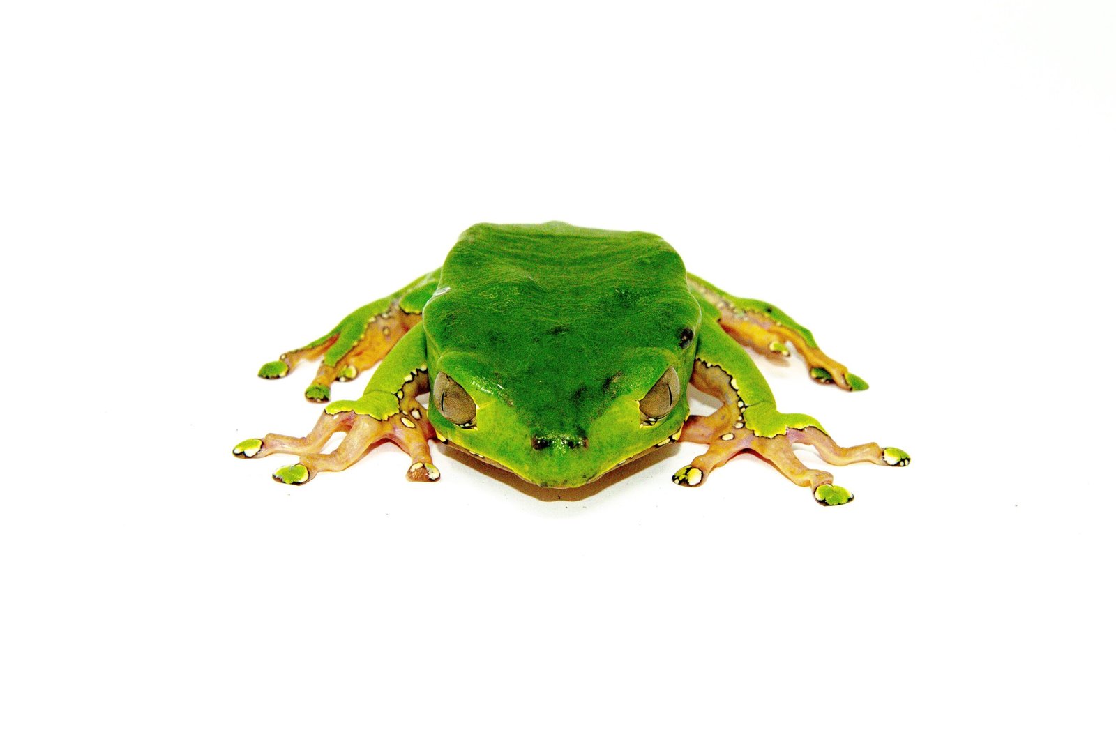 Waxy Monkey Tree Frog Adults (Phylomedusa bicolor) - Image 4