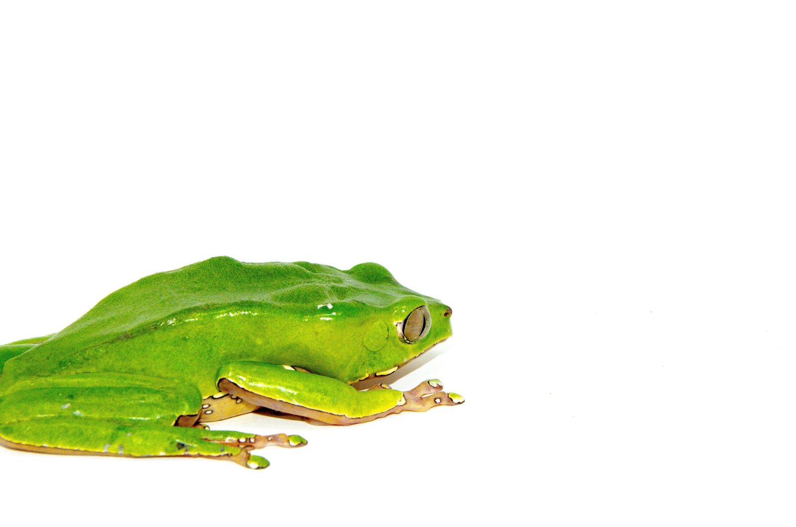 Waxy Monkey Tree Frog Adults (Phylomedusa bicolor) - Image 5
