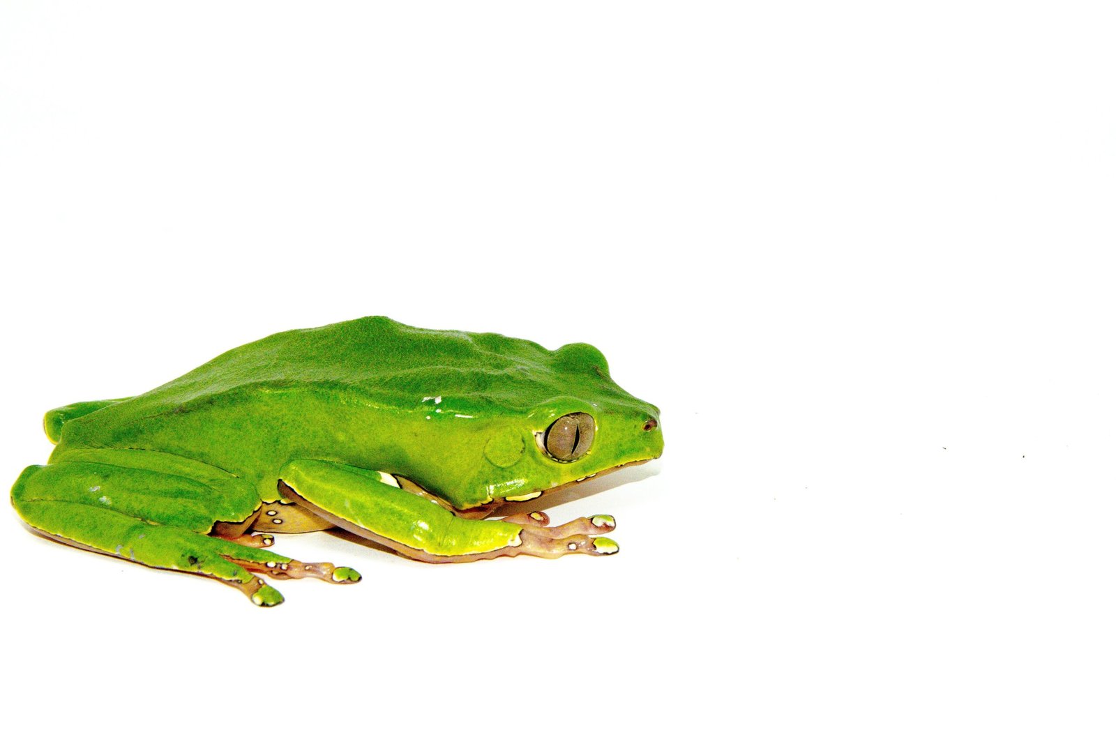 Waxy Monkey Tree Frog Adults (Phylomedusa bicolor) - Image 6