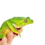 Waxy Monkey Tree Frog Adults (Phylomedusa bicolor)
