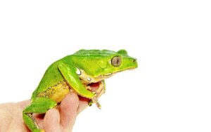 Waxy Monkey Tree Frog Adults (Phylomedusa bicolor)