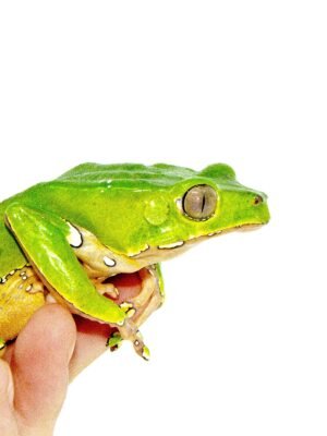 Waxy Monkey Tree Frog Adults (Phylomedusa bicolor)