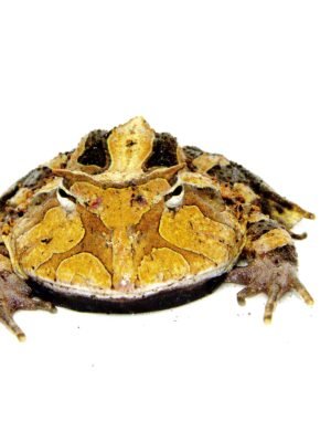 Brazilian Horned Frog Adults (Ceratophrys aurita)